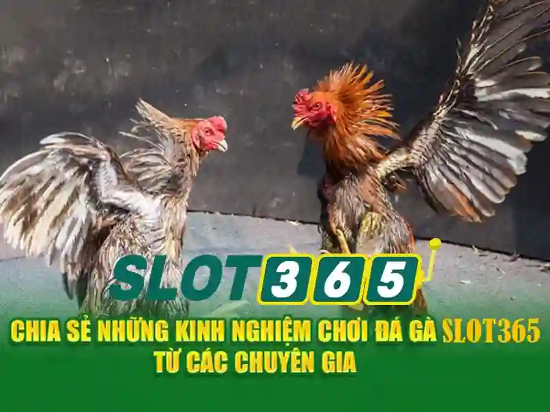 Các trò chơi và nhà cung cấp