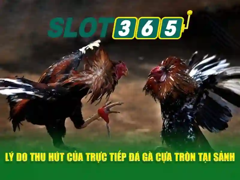 Slot365: Đánh giá toàn diện và trải nghiệm người dùng