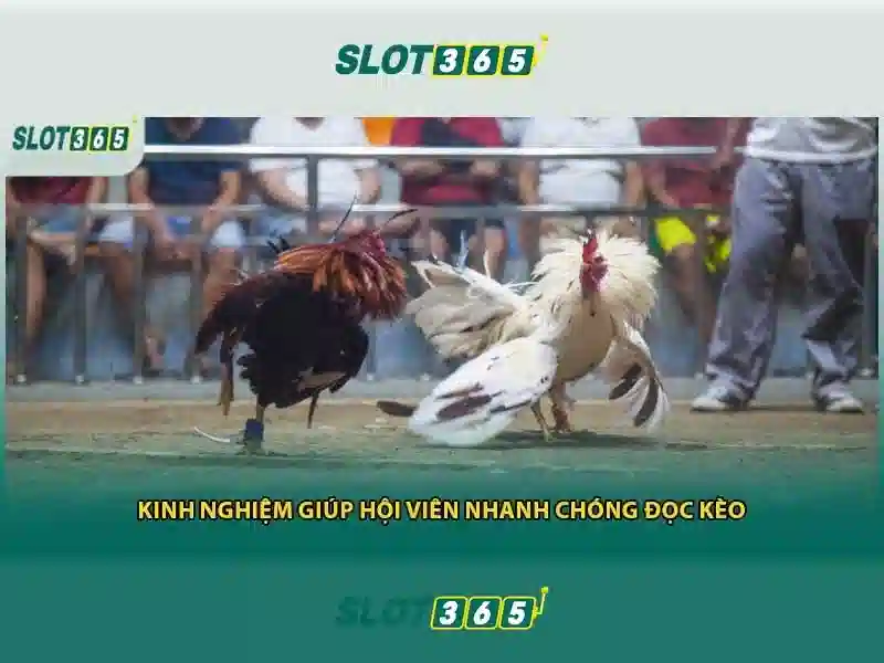 Giao diện và trải nghiệm người dùng